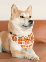 1016334363420606533_2048.jpeg